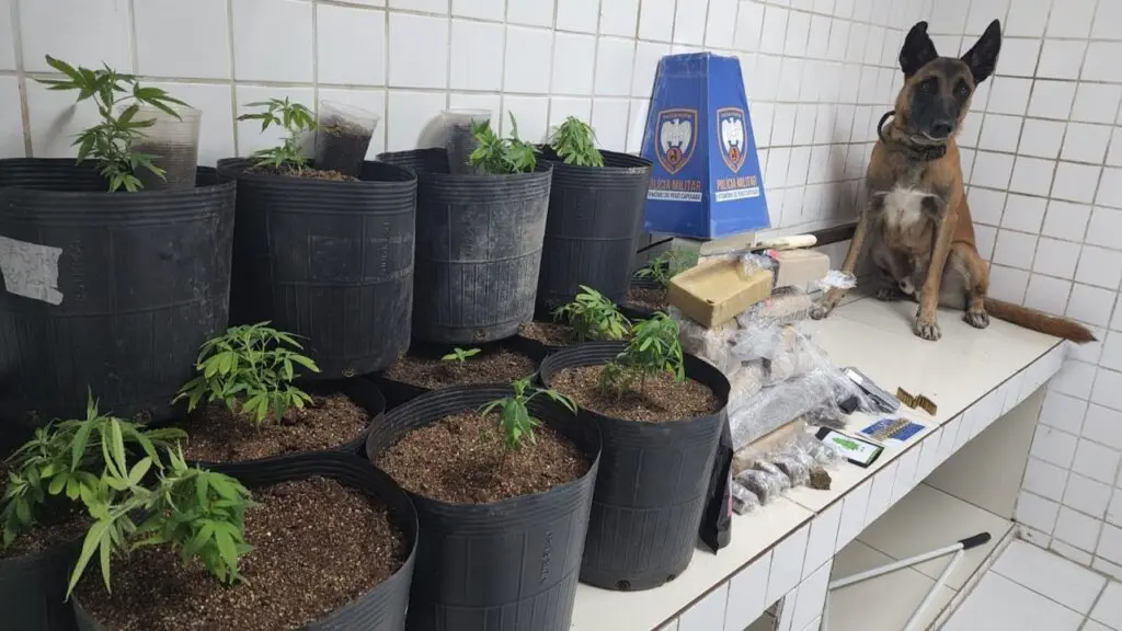 Polícia Militar prende casal após frenética perseguição e descobre estufa de maconha na Serra Cão farejador sentado ao lado de 12 pés de maconha, diversos tabletes de maconha, totalizando 5,160 quilos, uma pistola calibre .25, um carregador com 27 munições do mesmo calibre, duas balanças de precisão e uma vasta quantidade de materiais para cultivo, como fertilizantes, adubos, sementes, pulverizador, temporizadores eletrônicos e leitores de umidade ambiente.
