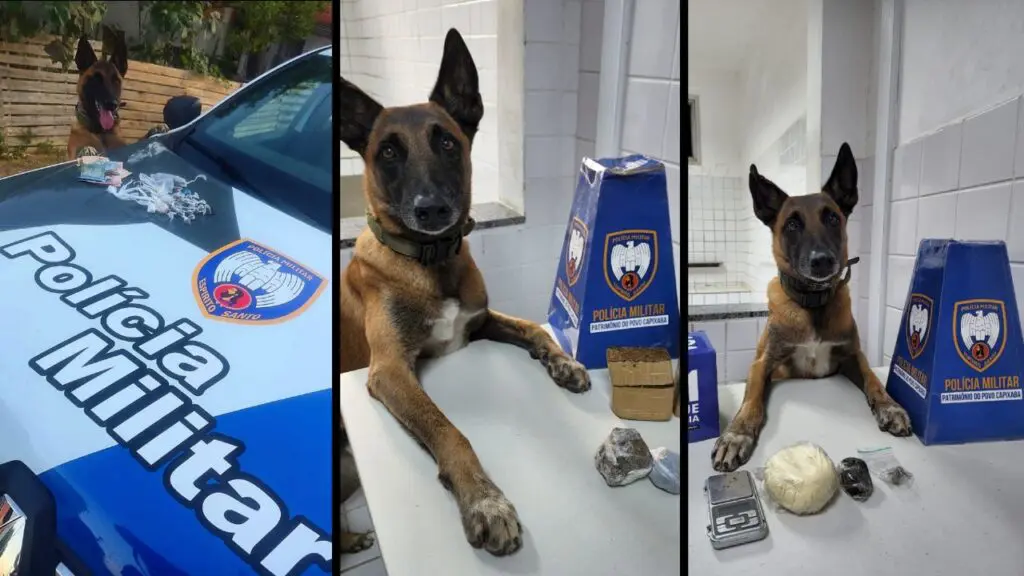 Polícia Militar e Apollo realizam apreensões de drogas em diferentes bairros da Serra Arte com 3 fotos do cão farejador Apollo (raça pastor alemão), ao lado de apreensões de drogas, que foram realizadas com o seu auxilio