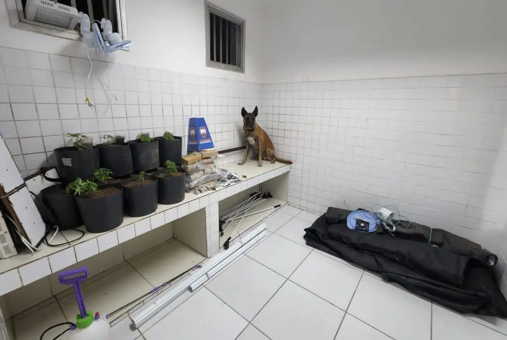 Cão farejador sentado ao lado de 12 pés de maconha, diversos tabletes de maconha, totalizando 5,160 quilos, uma pistola calibre .25, um carregador com 27 munições do mesmo calibre, duas balanças de precisão e uma vasta quantidade de materiais para cultivo, como fertilizantes, adubos, sementes, pulverizador, temporizadores eletrônicos e leitores de umidade ambiente.
