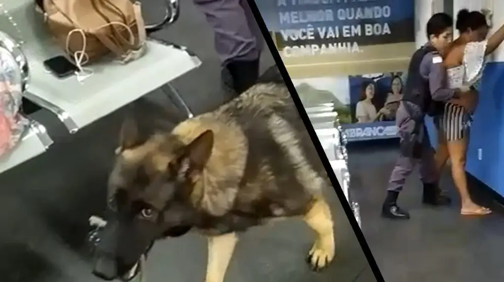 Cadela farejadora detecta passageira com bolsa recheada de drogas na Rodoviária em Carapina