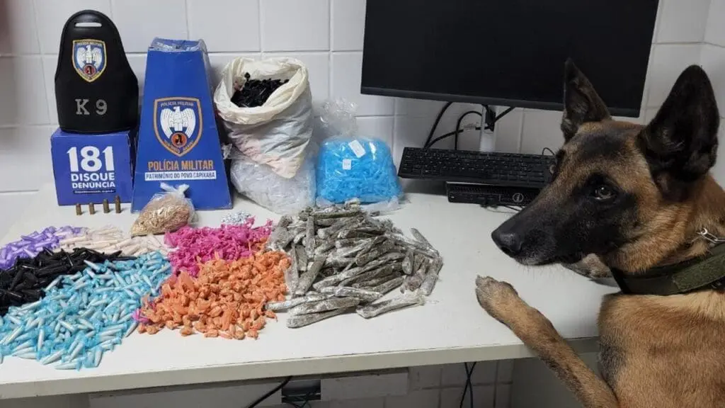 Polícia Militar arrocha biqueira e resulta em grande apreensão de drogas em Nova Carapina Foto de uma sala branca dá 3º Delegacia Regional da Polícia Militar o cão farejador Apollo com as duas patas dianteiras sobre a mesa e sobre a mesa uma munição de calibre .38, duas munições de calibre .380, uma munição de calibre .40, uma porção de crack pesando 253g, 576 pedras de crack, 550 pinos de cocaína e 105 buchas de maconha.