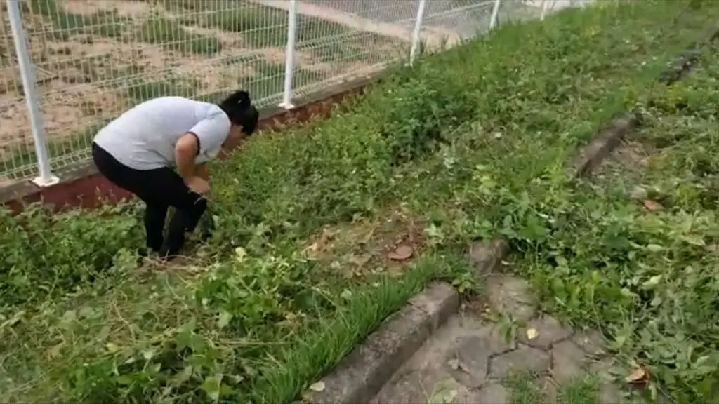 Vídeo: funcionárias da limpeza são forçadas a capinar creche manualmente na gestão Sergio Vidigal