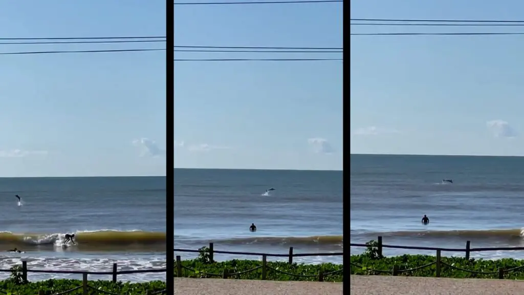Vídeo: golfinho é flagrado dando show na praia de Jacaraípe
