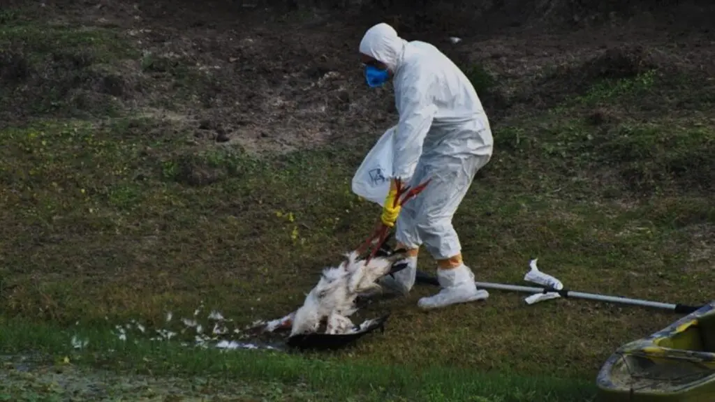 Como fazer para denunciar casos suspeitos de gripe aviária na Serra? Foto de uma pessoa combatendo a gripe aviária. (resgatando animais)