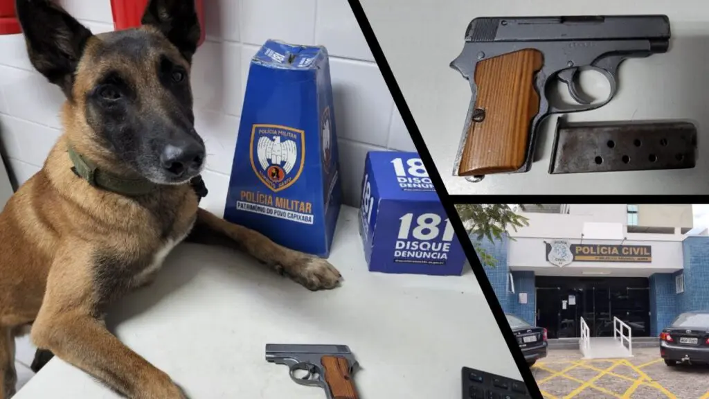 Polícia Militar após denúncias anônimas detém sujeito vacilando com arma em Vista da Serra Arte com 3 imagens na primeira um cão farejador da raça pastor alemão com as patas sobre a mesa e proximo a sua pata alguns itens como uma pistola calibre 6.35, e um carregador também sobre a mesa branca