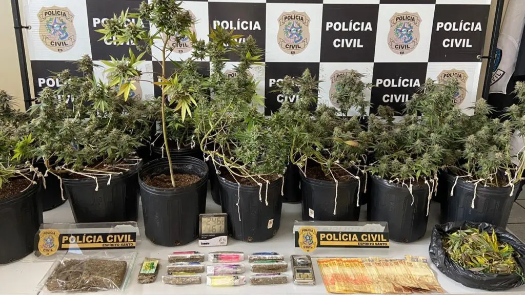 DENARC flagra jovem com estufa e jardim de maconha em Cariacica Sobre uma mesa branca um tablete de haxixe paquistanês lemon, avaliado em R$ 7 mil; 245 gramas de maconha; nove kits para venda a varejo, contendo maconha, isqueiro e seda; 475 gramas de folhas de maconha em processo de secagem para prensagem; e R$ 1 mil em dinheiro