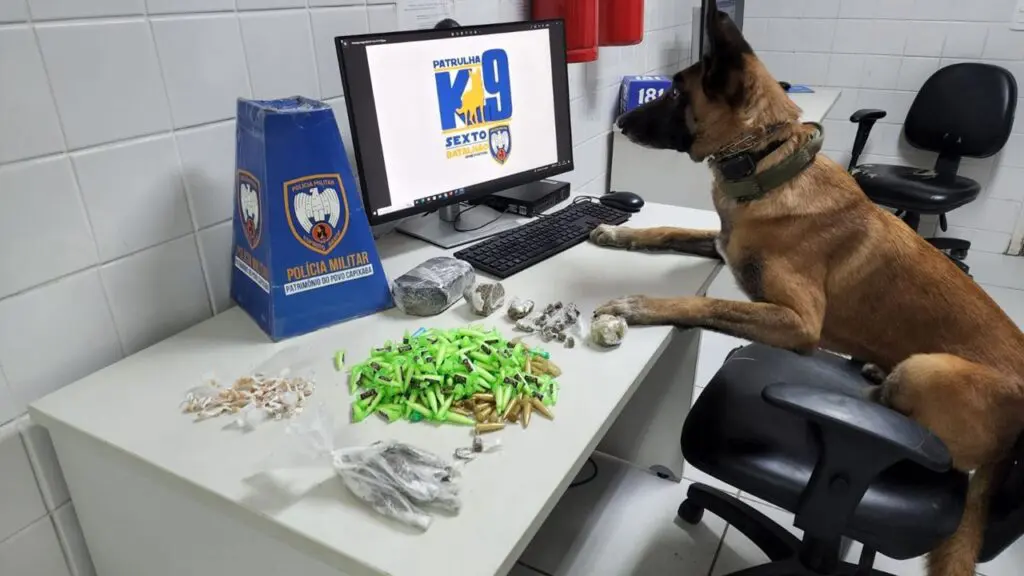 Polícia Militar detona biqueira recheada de drogas após denúncia anônima em Taquara Foto cão farejador Apollo, especialista em localizar armas e drogas, sentado em uma cadeira de escritório "fazendo a ocorrência no computador", e sobre a mesa os materiais apreendidos que ele encontrou no bairro Taquara II, dois pedaços de maconha, uma porção de haxixe, 42 buchas de maconha, 76 pedras de crack e 280 pinos de cocaína.