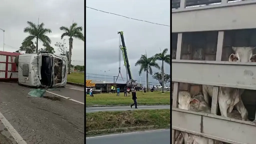 Carreta carregada de bois tomba na BR-101 e resulta em mortes na Serra Arte com 3 imagens na primeira a imagem de uma carreta tombada no viaduto de Carapina, na segunda imagem um guindaste desvirando a carreta, e na terceira imagem foto de bois sobreviventes do acidente dentro do compartimento de carga do veiculo.