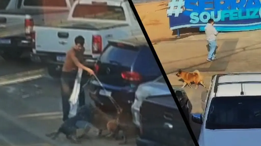 Vídeo: cão de raça toca terror em colegas e humanos na praia de Manguinhos Chow Chow solto na orla de Manguinhos