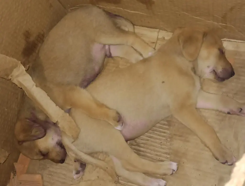 Cachorrinhos dormindo lado a lado