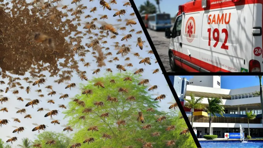 Idoso salva a vida de neto durante ataque de enxame de abelhas e fica em estado grave na Serra