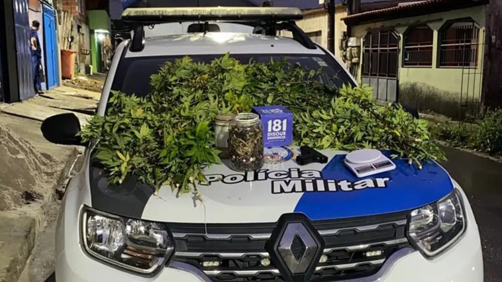 41 pes de Maconha sobre o capo de uma viatura da PM, após apreensções