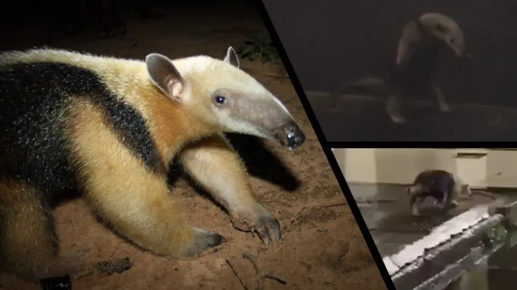 Vídeo: Morador flagra Tamanduá dando um rolê pelas ruas de bairro da Serra Tamandua-Mirim nas ruas da Serra