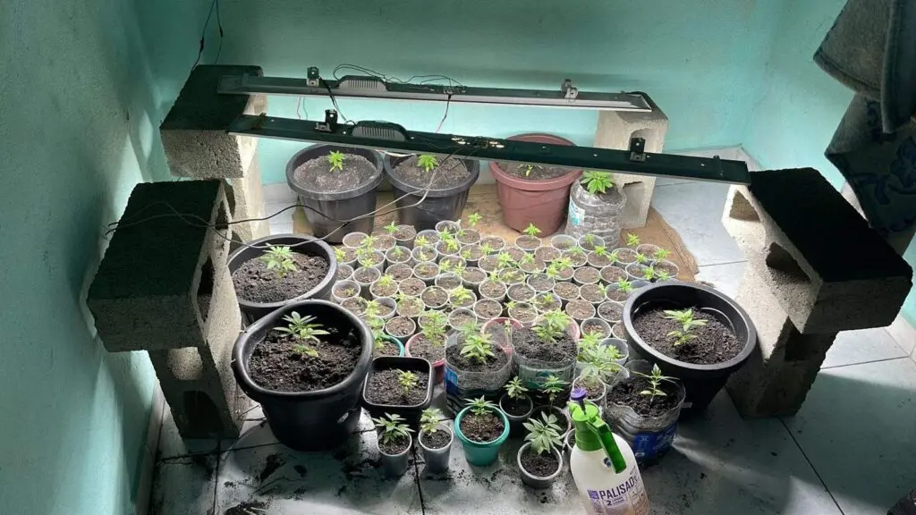 uma estufa improvisada com vasos com pés de maconha, encontradas no laboratório do tráfico.