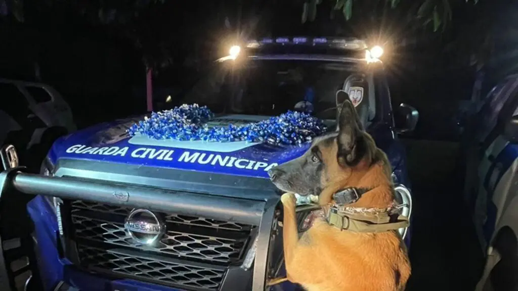 Guarda da Serra e Polícia Militar detonam estoque de cocaína com mais de 1200 pinos Cão Apollo com os pinos do capitão américa de Serra Dourada II e a viaturas da PM e GCM