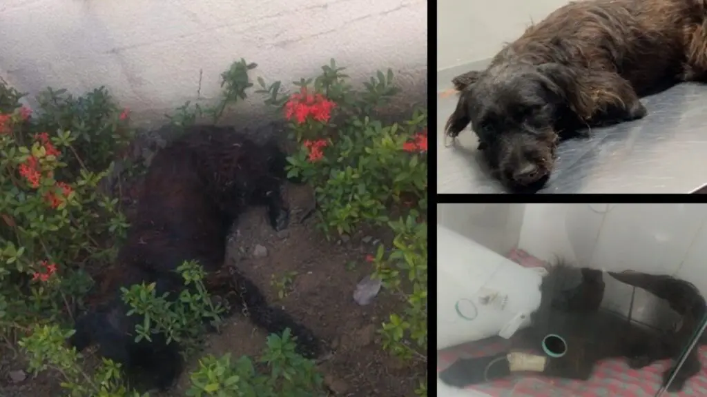 Moradores resgatam cachorrinho atropelado e pedem ajuda para custear cirurgia de emergência na Serra Imagens do cachorrinho Guerreiro