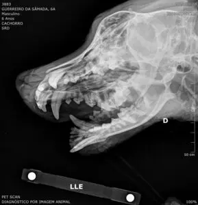 Raio-x do cachorrinho Guerreiro