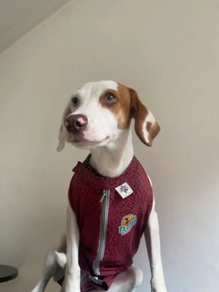 Cadelinha resgatada pela Prefeitura de Vitória, nas ruas de Jardim Camburi, cachorrinha parada pousando para a foto com um colete.
