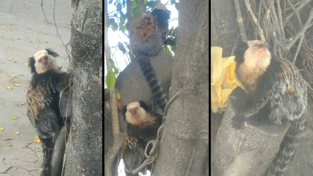 Vídeo: Macacos Saguis invadem a cidade e encantam taxista na região de Laranjeiras Saguis encantam moradores da Serra