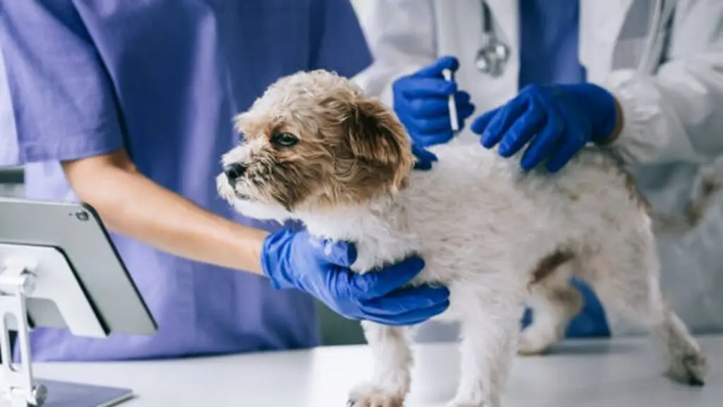 programa de castração de animais na Serra