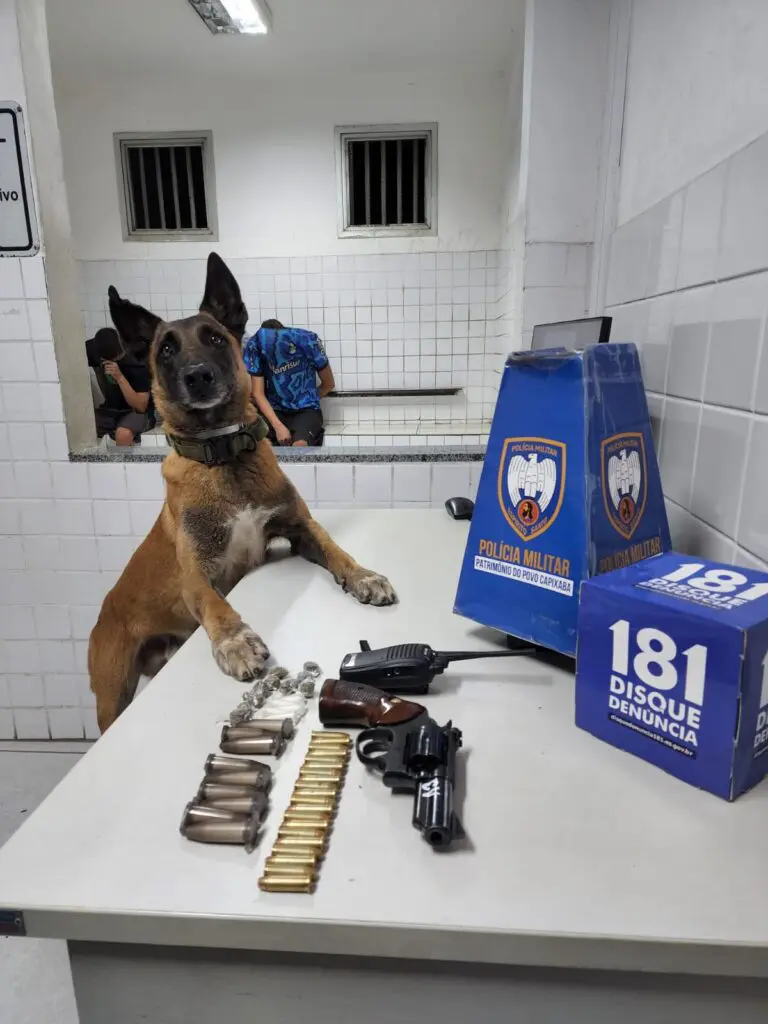 Um cão farejador da raça pastor alemão, em pé ao lado de uma mesa com materiais apreendidos pela Força Tática, sobre a mesa um revólver .38, 20 munições calibre., um rádio comunicador, além pinos de cocaína e buchas de maconha.