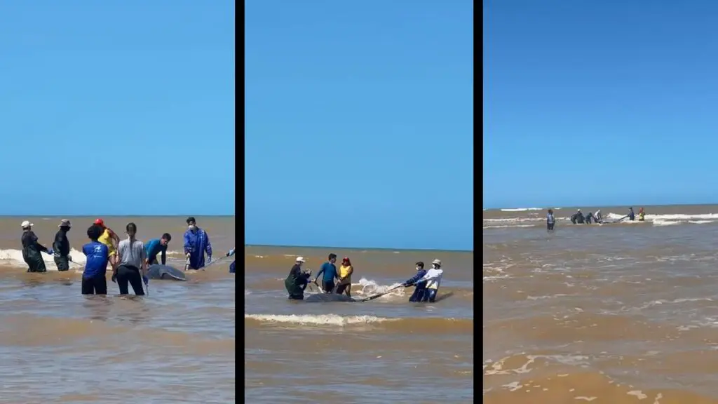 Atualização: Filhote de baleia jubarte é resgatado com sucesso na Praia de Manguinhos