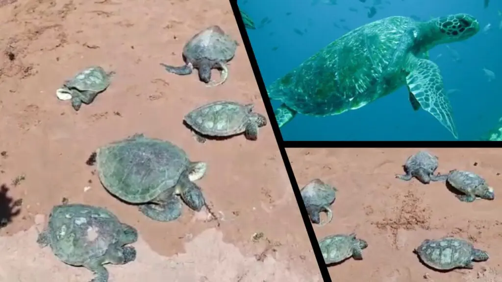 Vídeo: Tartarugas marinhas aparecem mortas na areia da praia de Jacaraípe