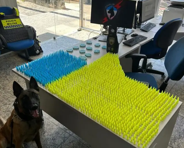 Material apreendido pela equipe K9 da Polícia Militar durante a ocorrência, sobre uma mesa 336 pedras de crack e 1777 pinos de cocaína, ao lado o cão farejador Zorg especialista em encontrar armas e drogas.