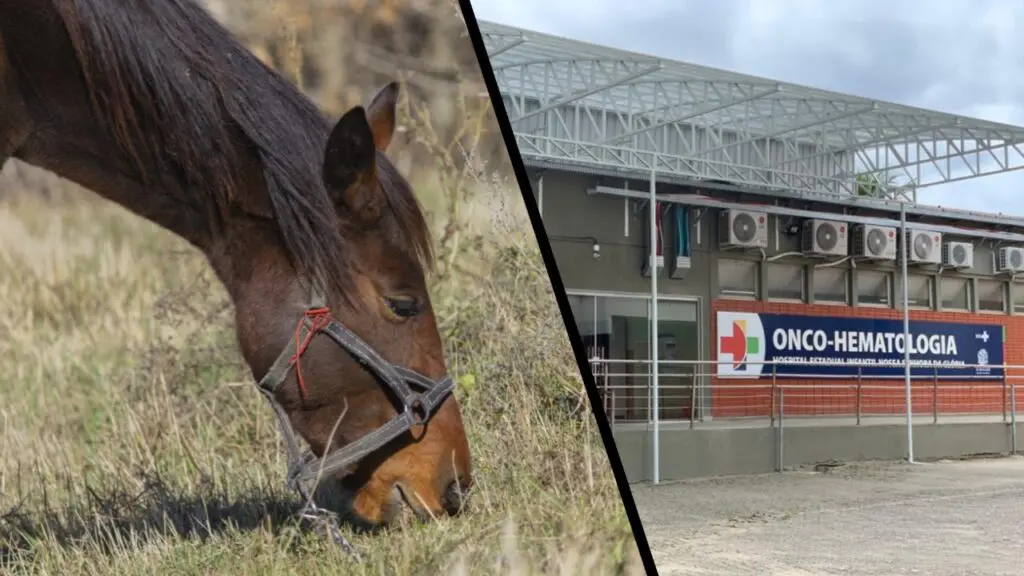 Criança fica gravemente ferida após levar coice de cavalo na Serra Criança leva coice de égua e fica em estado grave na Serra