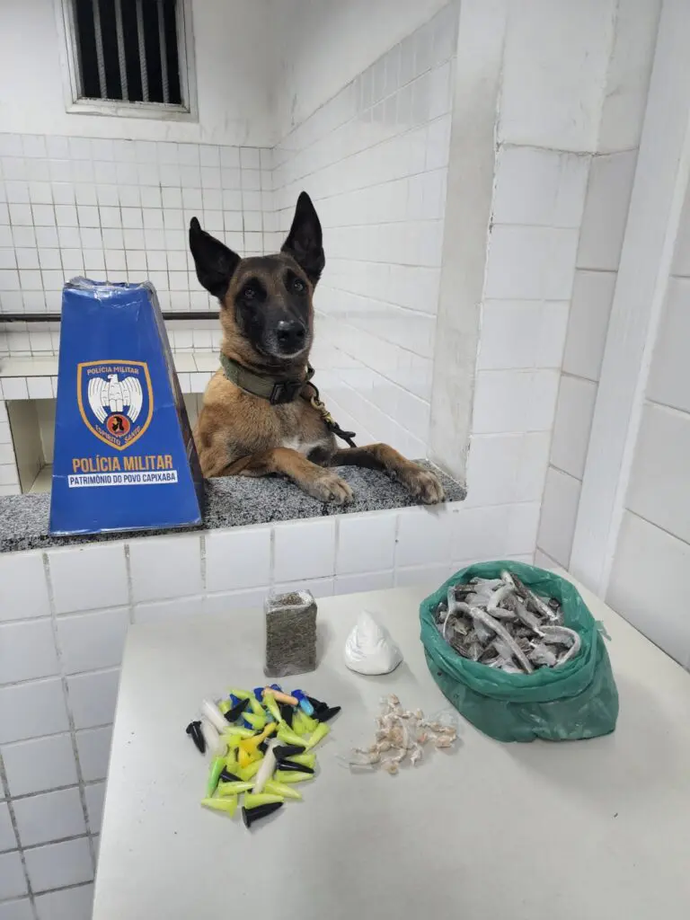 Cão Apollo pousando ao lado das drogas apreendidas pelas equipes da Polícia Militar durante a ocorrência.