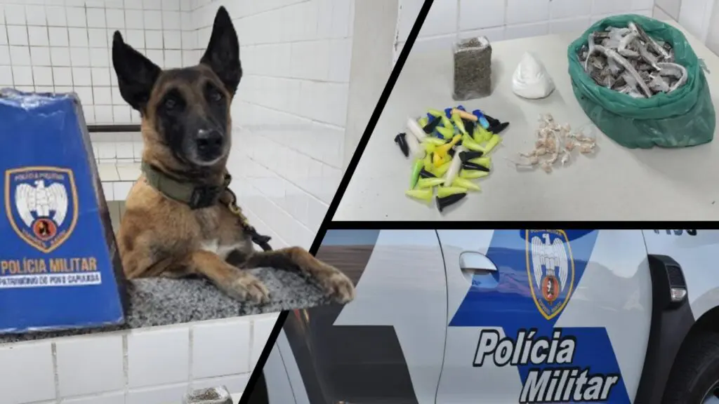 Polícia Militar arrocha biqueiras e realiza a apreensão de drogas com auxílio do cão Apollo na Serra Polícia Mitar realiza apreensão de drogas durante patrulhamento em Taquara.