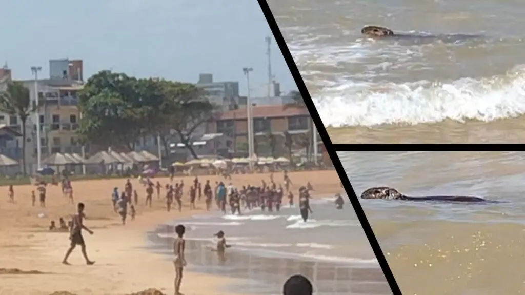 Vídeo: Capivara é flagrada se refrescando nas águas da Praia de Jacaraípe