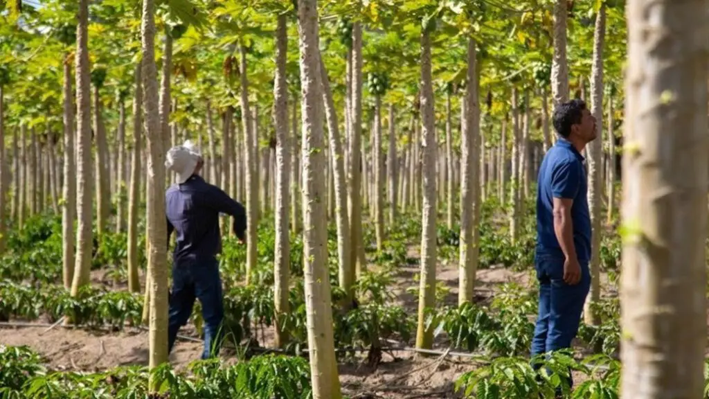 Governo do ES publica edital do concurso público do IDAF com 52 vagas Governo ES anuncia concurso para profissionais de fiscalização agropecuária