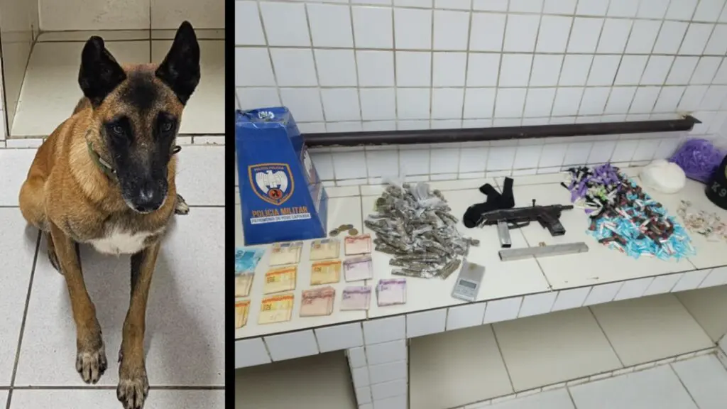 Força Tática K9 arrocha caixa baixa vacilando na pista e encontra casa forrada de drogas na Serra Força Tatica captura adolescentes e apreende grande quantidade de drogas na Serra