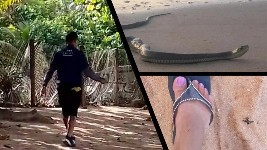 Banhista é picada por cobra durante passeio em praia da Serra Professora da Serra é picada por cobra em areia da praia de Manguinhos.