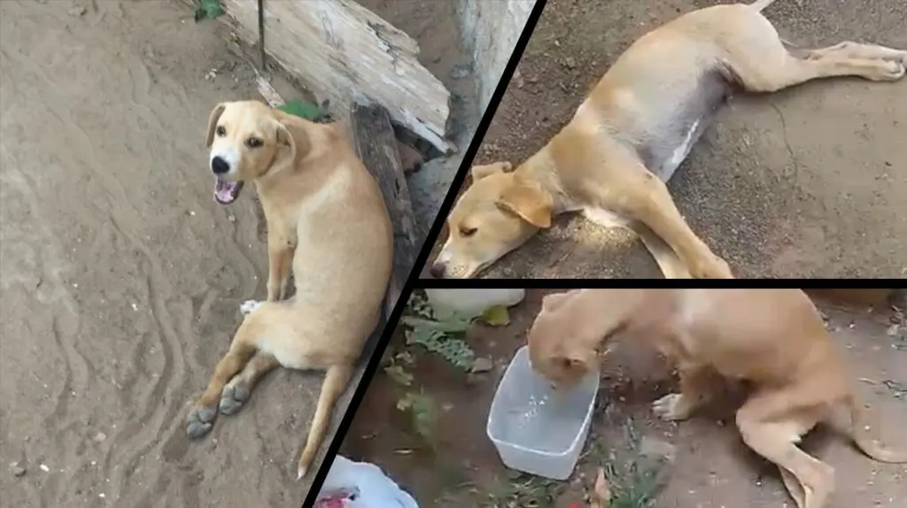 Cachorro é atropelado há uma semana e aguarda socorro com as patas quebradas na Serra