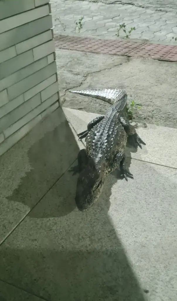 Jacaré flagrado no bairro Morada de Laranjeiras.