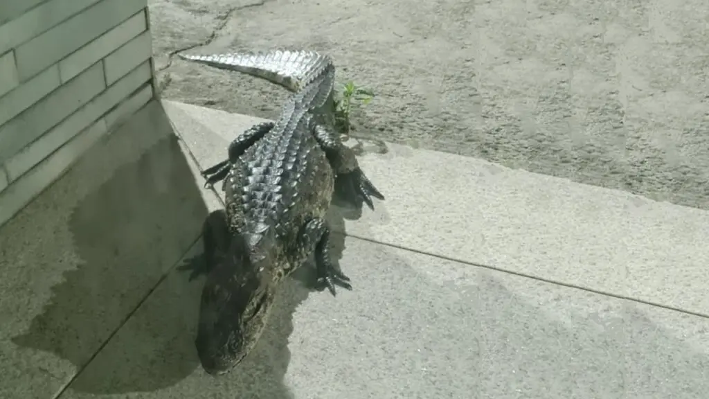 Jacare invade bairro e deixa moradores de Moradas de Laranjeiras assustado.