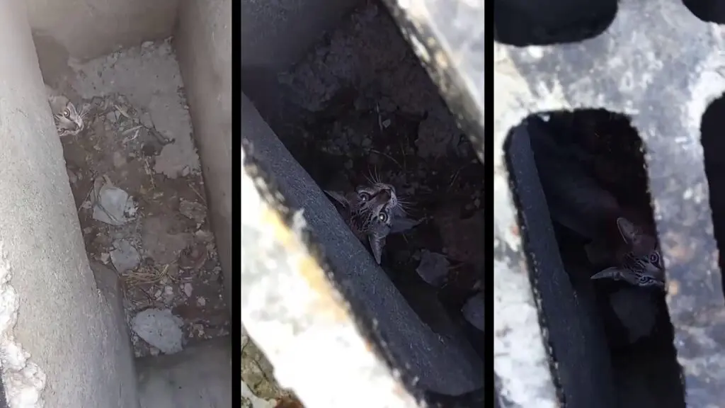 Vídeo: Gato preso em galeria pluvial mobiliza moradores e Corpo de Bombeiros na Serra Gato entra em galeria pluvial e fica preso na Serra.