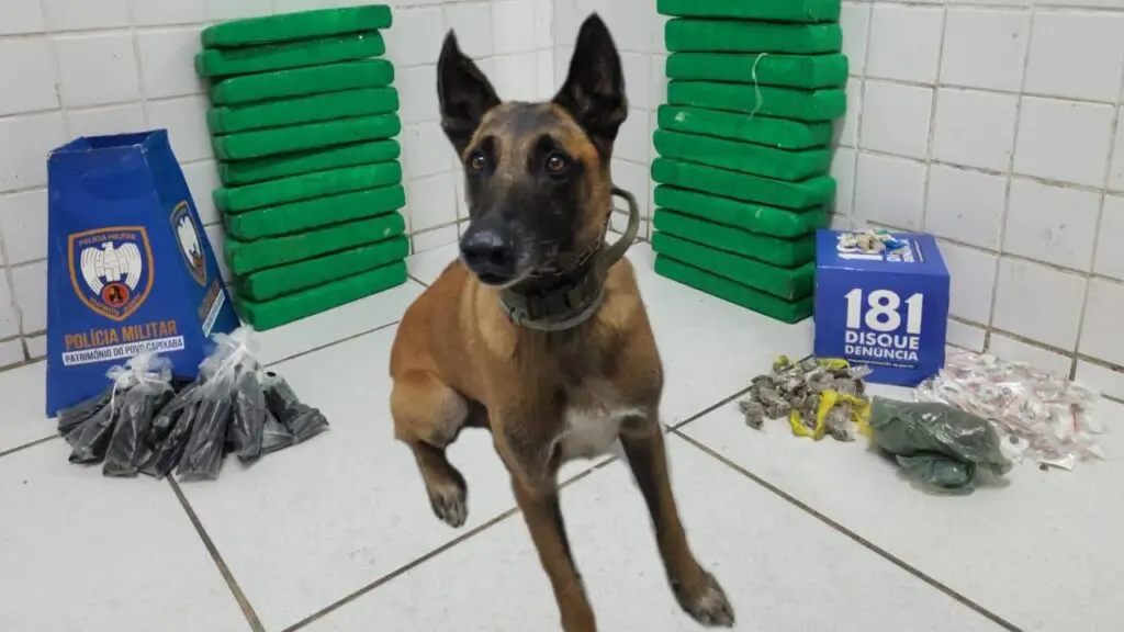 Força Tática K9 realiza grande apreensão de drogas após denúncias anônimas na Serra Força Tática realiza grande apreensão de drogas em area alagada da Serra.