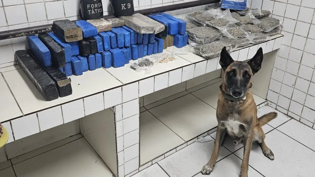 Força Tática encontra casa recheada de drogas após denúncia anônima na Serra Polícia Militar realiza grande apreensão de drogas após denúncias anônimas na Serra.
