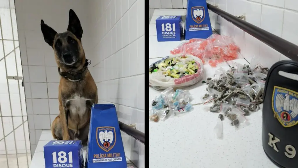 Força Tática arrocha traficantes com o auxílio do cão Apollo e apreende drogas na Serra Polícia Militar apreende drogas na Serra.