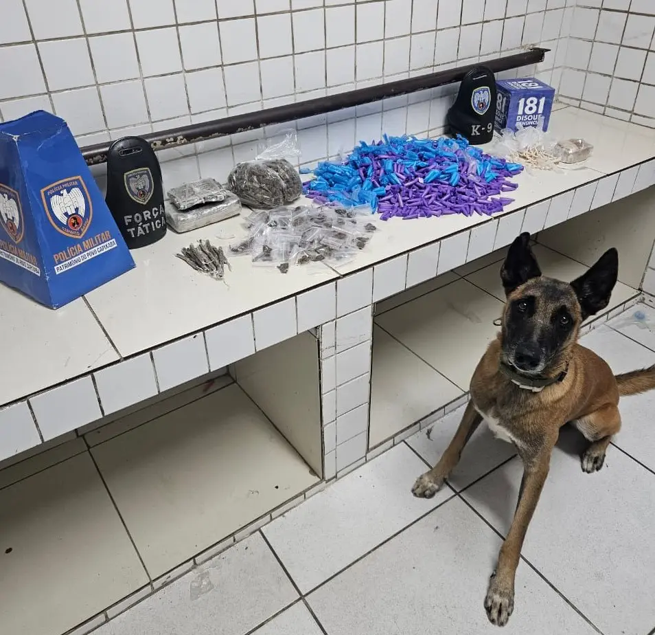 Cão farejador Apollo ao lado dos materiais apreendidos pelas equipes da Força Tática, sobre uma bancada pinos de cocaína, tabletes e buchas de maconha além de pedras de crack.