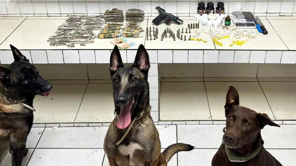 Confronto entre Polícia Militar e traficantes termina com três baleados na Serra Imagem da apreensão das armas, drogas com ajuda dos cães do BAC, entre os bairros Maringá e Barcelona, na Serra
