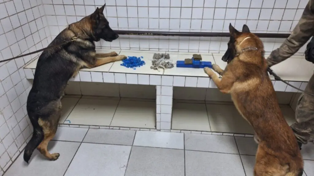 Polícia Militar encontra área de mata recheada de drogas com auxílio de cães farejadores na Serra Batalhão de Ações com Cães apreende grande quantidade de drogas em área de mata na Serra