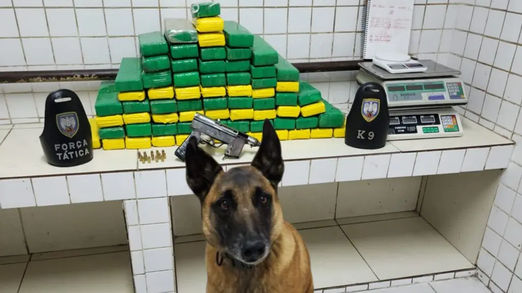 Força Tática encontra casa recheada de flagrantes e quase 60 kg de maconha na Serra Força Tática arrocha traficantes e encontra casa recheada com mais de 50kg de maconha na Serra.