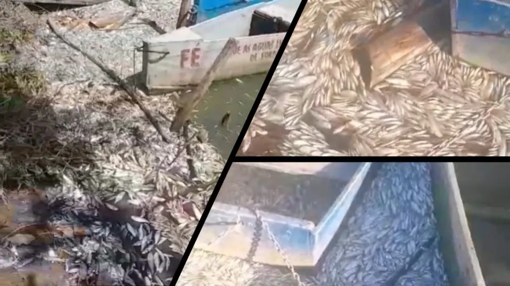 Vídeo: moradores e pescadores reclamam de poluição e alta mortalidade de peixes na Lagoa Juara Imagens dos peixes mortos na lagoa Juara