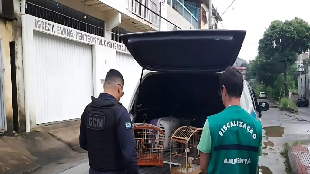 Fiscalização apreende pássaros silvestres após denúncia enviada pelo app Colab na Serra Fiscalização Ambiental resgata aves silvestres após denúncias na Serra.