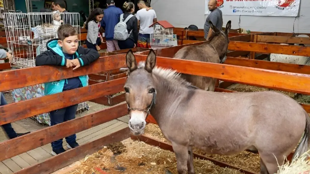 Serra recebe Expocapixaba com agronegócio, gastronomia e atrações culturais Serra recebe Expocapixaba com agronegócio, gastronomia e atrações culturais