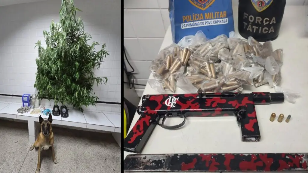 Polícia Militar apreende árvore de Natal de maconha após denúncias anônimas na Serra Ações da Polícia Militar contra o tráfico de drogas na Serra.